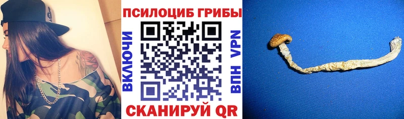 Купить  Кирсанов  Псилоцибиновые грибы Psilocybe 